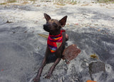 Balandra Roja Bandana