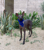 Balandra Azul Bandana